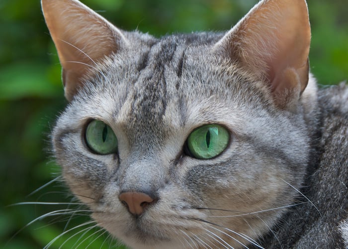 american shorthaired cat breed