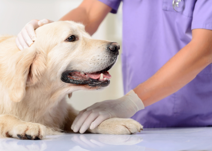 dogs eat cicadas at the vet