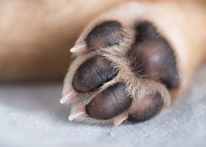 protect dogs paw