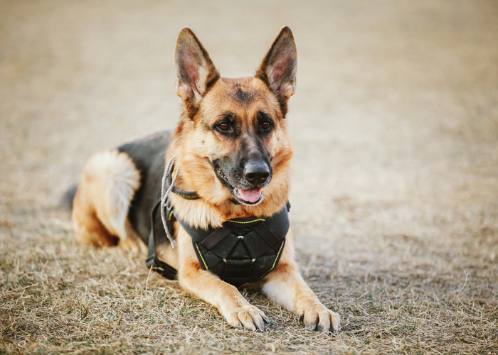 Police dog German Shepherd wearing vest, sitting and on alert