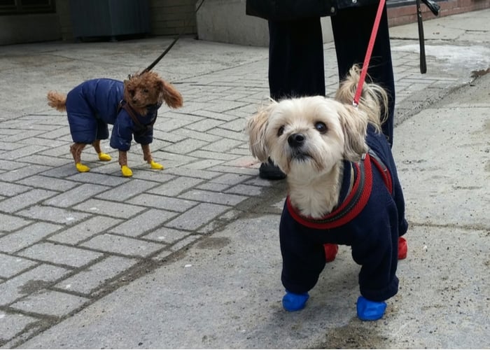 Dog Shoes for Paw Protection