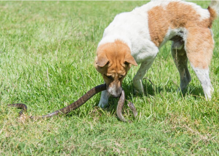 snake avoidance training