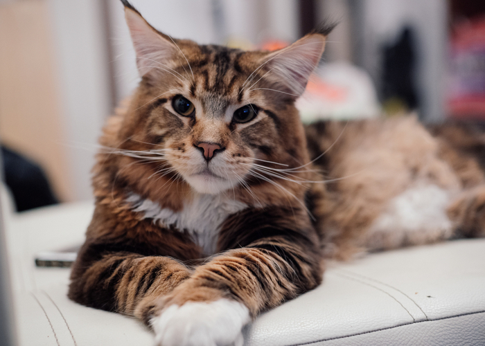 Maine Coon Cat