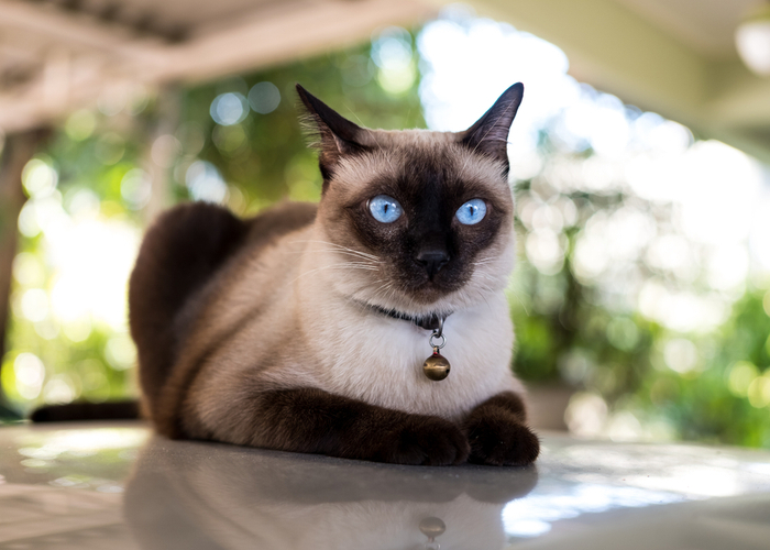 Siamese Cat popular cat breeds