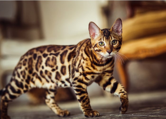 Bengal Cat