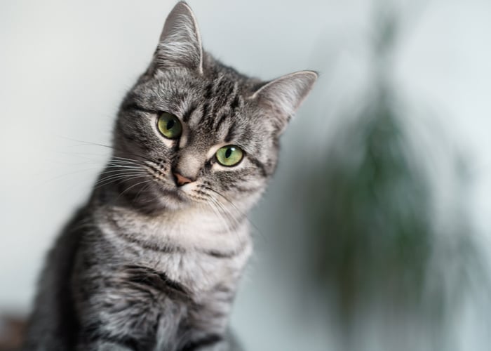 american shorhaired cat breed