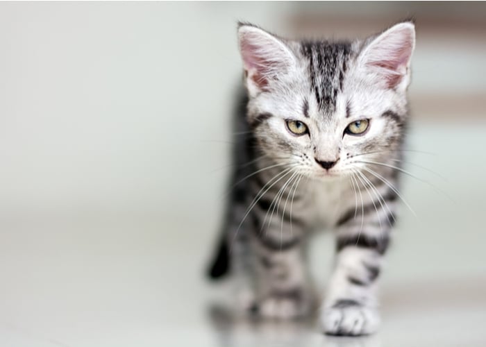 american shorthaired cat breed