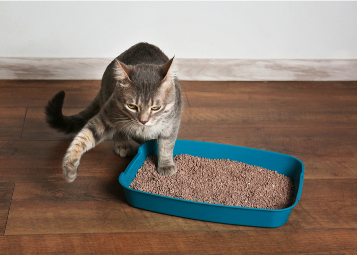 cat owner cat litter