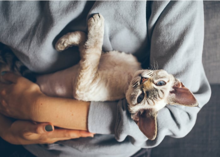 Devon Rex Popular Cat Breeds