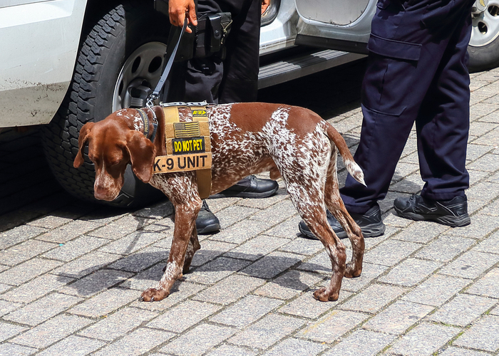 police k-9s