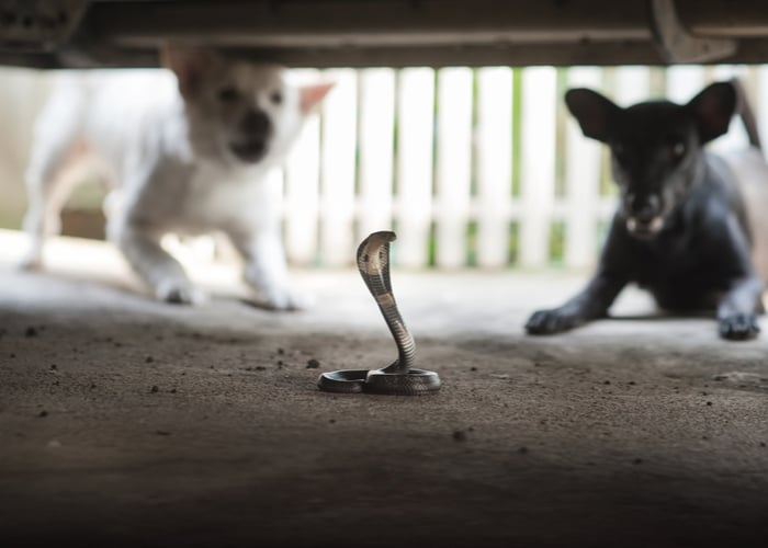 A cobra and 2 dogs in the background