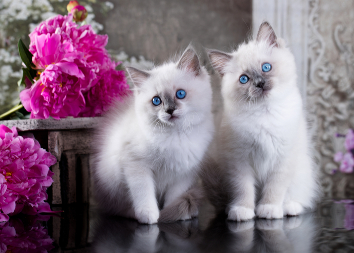 popular cat breeds Ragdoll Cat