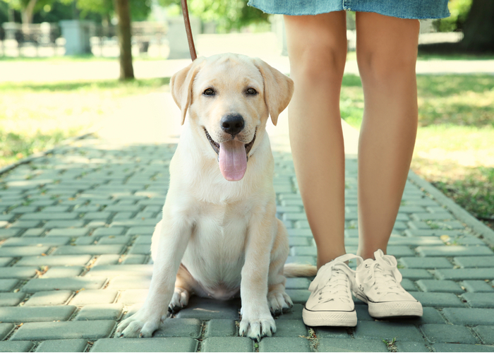 Stick to shady areas to protect dog paws