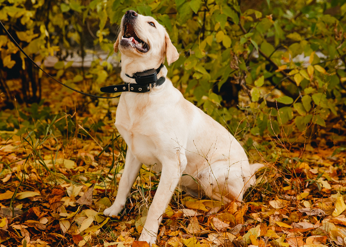 snake avoidance training