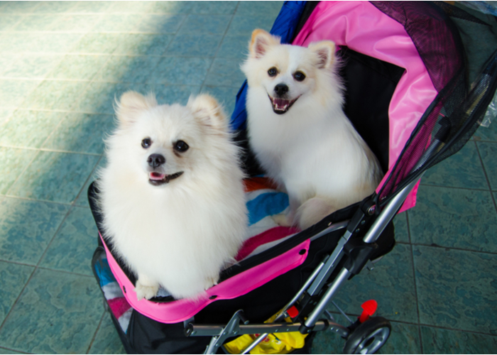 Fido Stroller