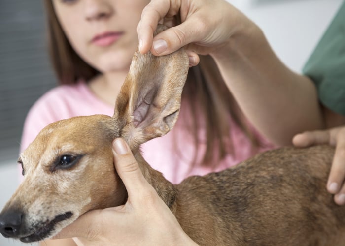 Why Owners Like Ear Cropping