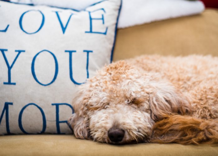 Goldendoodles are Hypoallergenic 