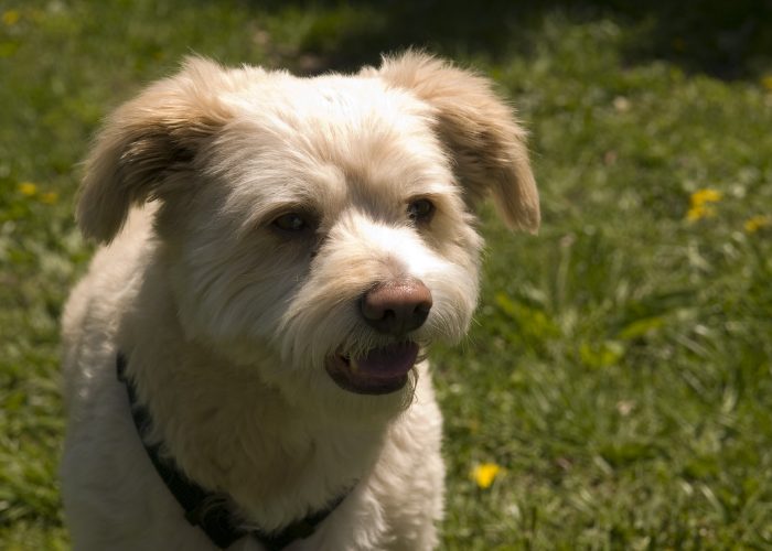 Eskipoo Poodle Mix