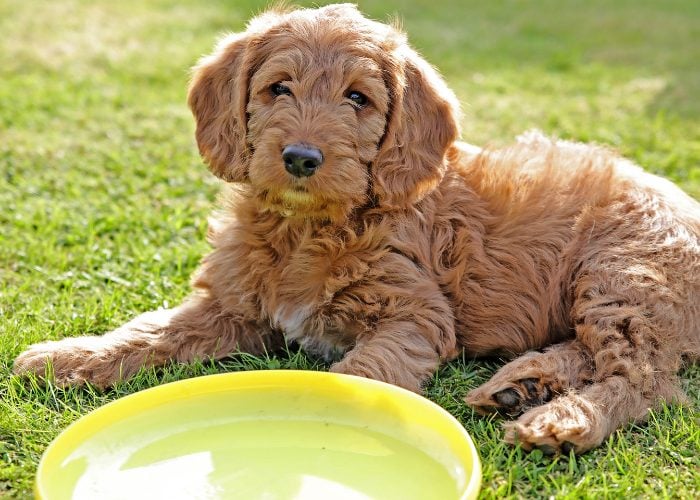 Labradoodle Poodle Mix