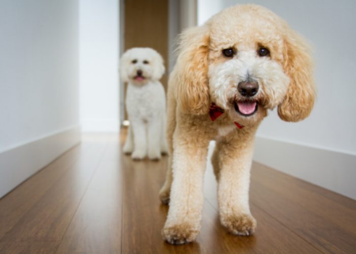 No two Goldendoodles look alike.