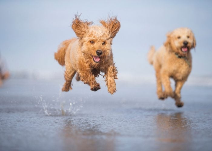 Goldendoodles are active and playful.