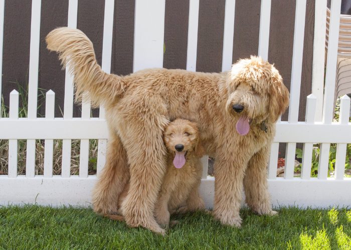 Goldendoodles have different sizes.