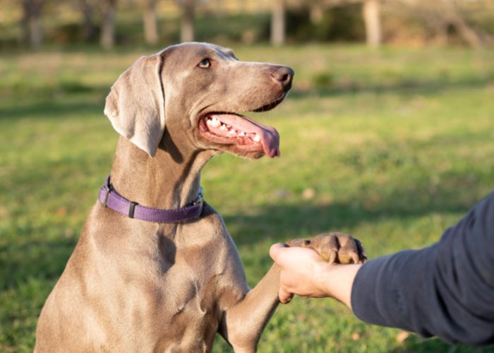 Only let your dog greet someone if they allow to do so.