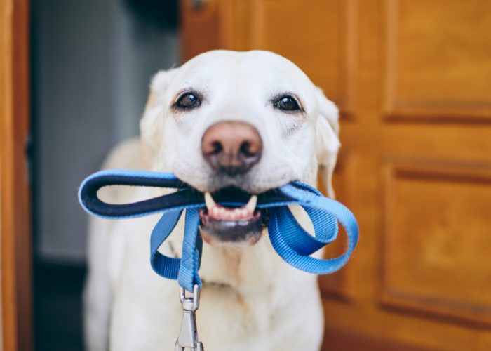 It is an etiquette to always use a leash on your dog while walking.