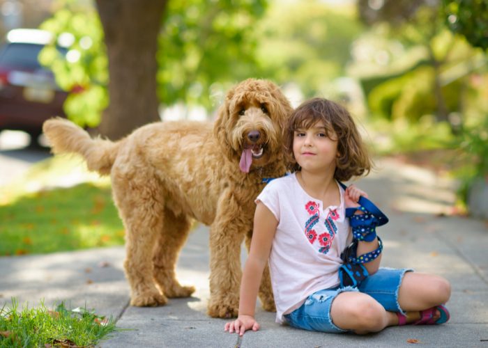 Goldendoodles are ideal babysitters and service dogs.