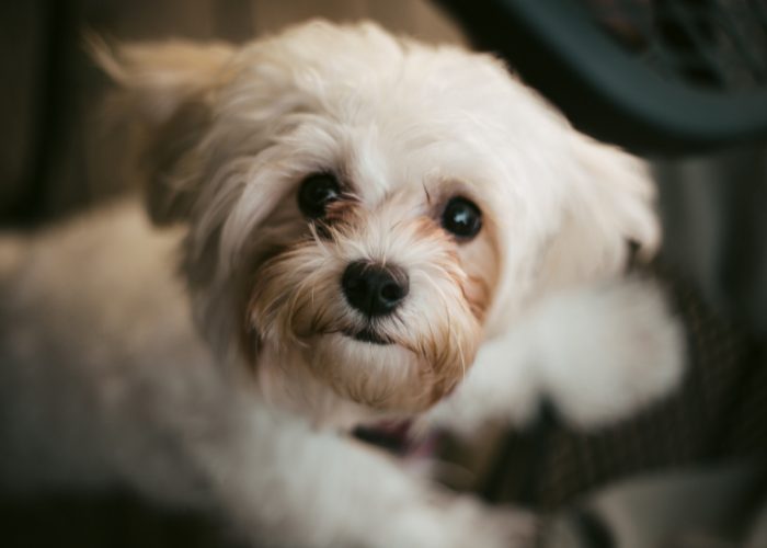 Shih-poo Poodle Mix