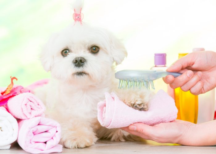 Your dog must be well-groomed before you go out.