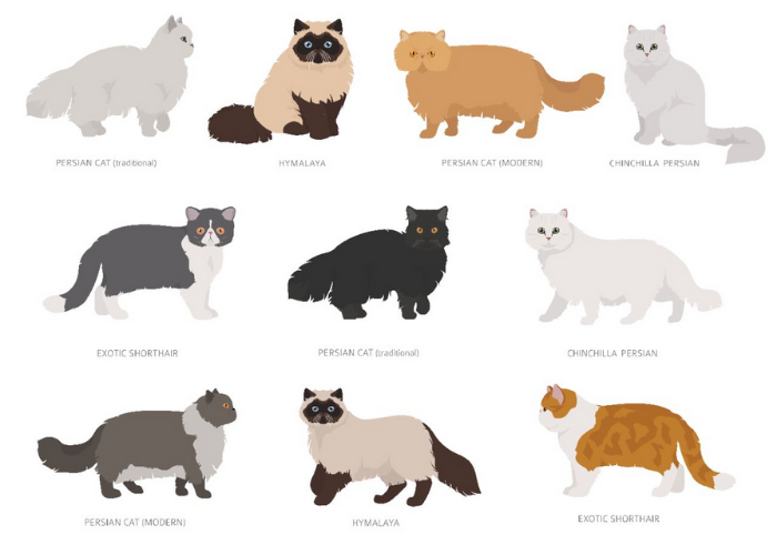 Persian Cat Types