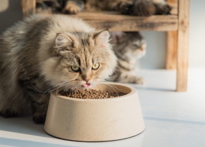 Persian Cat's Diet