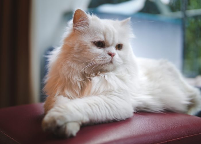 The Persian Breed of Cats: A Whiskerrific Overview