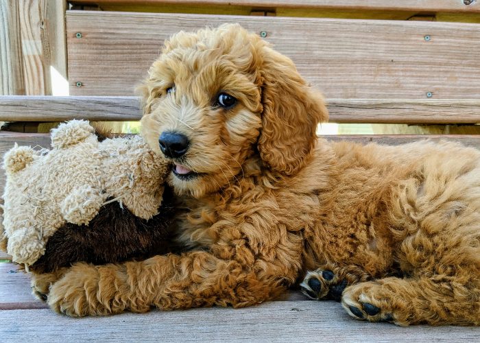 Goldendoodles have the ideal personality.