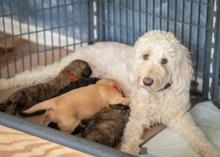 Goldendoodles need A Protein and Fat Based Diet 