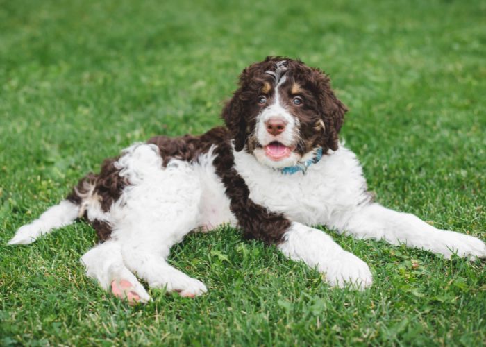 Bernedoodle Poodle Mix