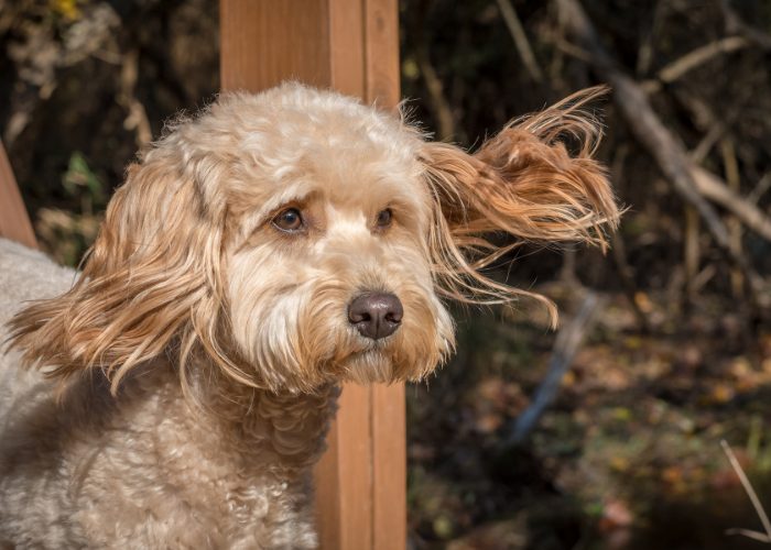 Golden Poos Are Extremely Healthy 