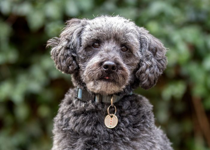 Schnoodle Poodle Mix