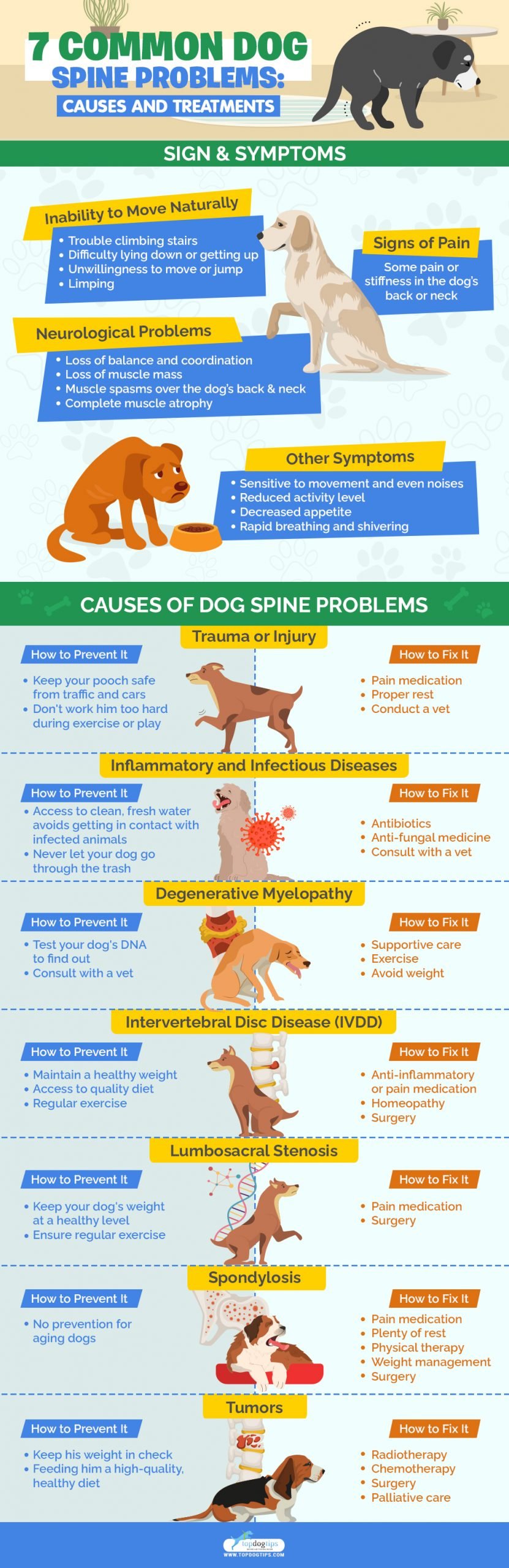 Dog Spine Problems 