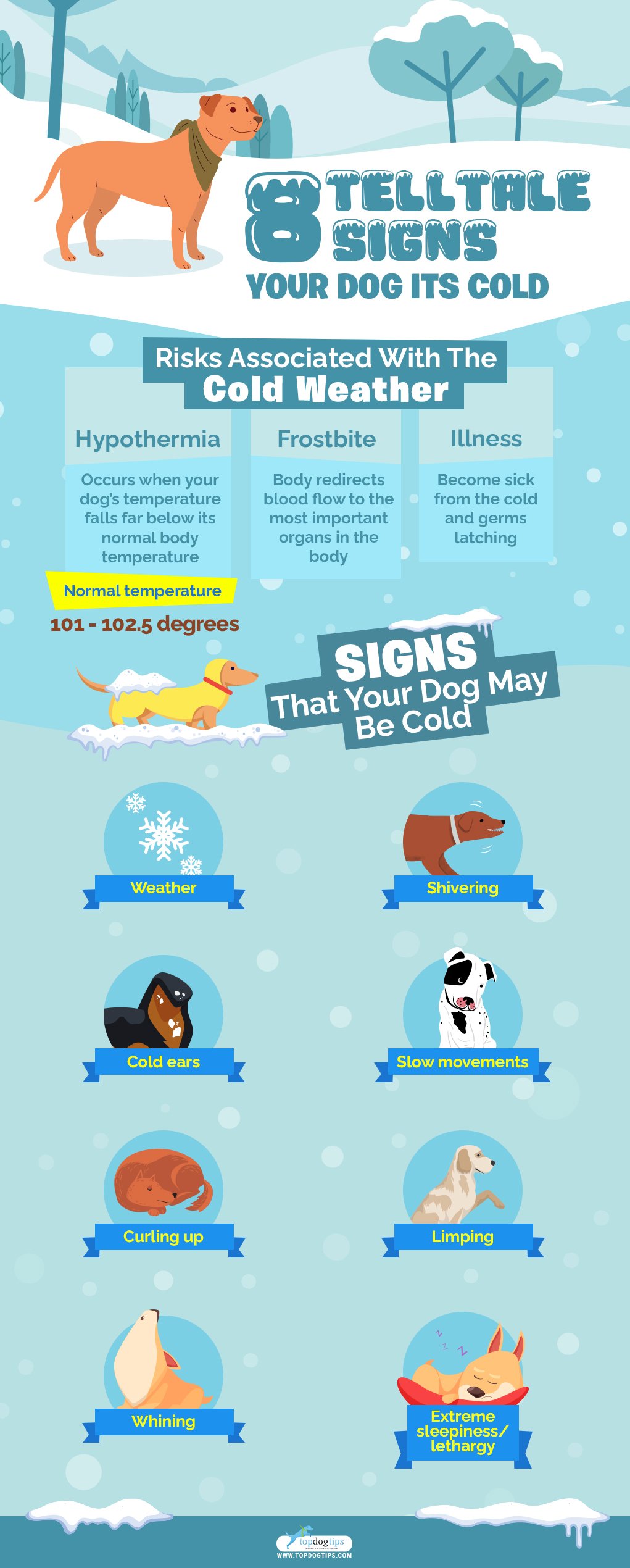 8 Telltale Signs Your Dog Is Cold