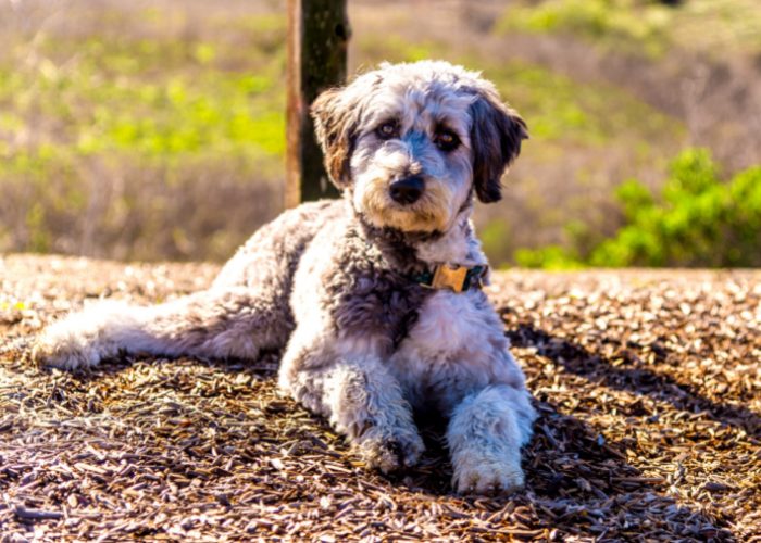 Aussiedoodle Poodle Mix