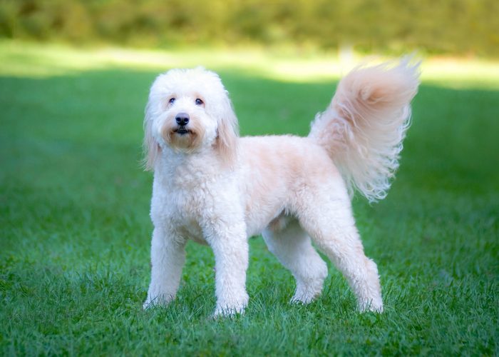 Goldendoodle Poodle Mix