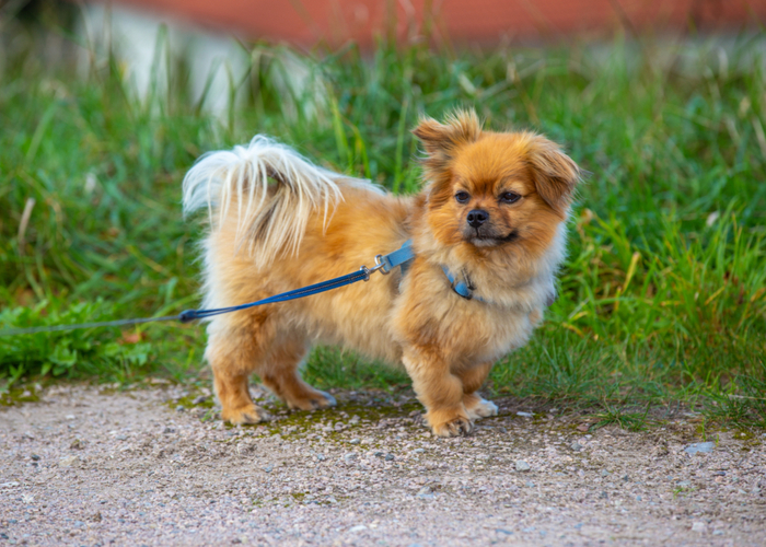 Flat-faced Dog Breed Affenpinscher