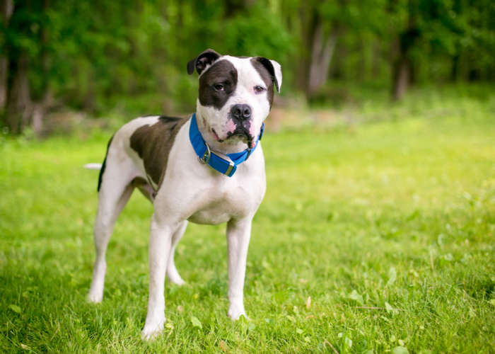 Flat-faced American Bulldog