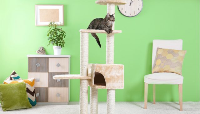 Cat sitting atop a cat tree in front of a green colored wall