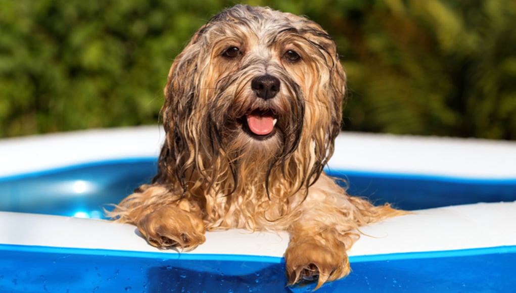 Best dog pool