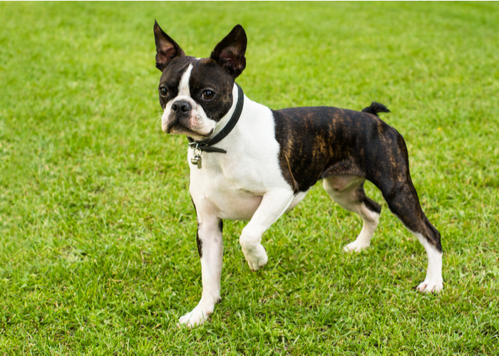 Boston Terrier Dog Breed