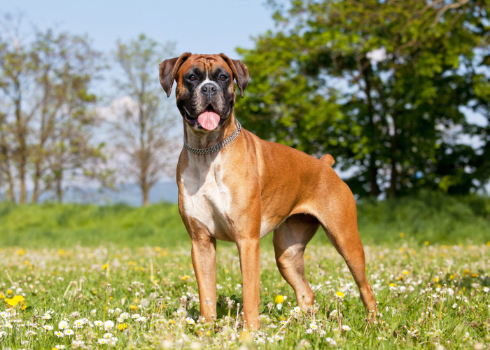 Flat-faced Boxer Dog Breed