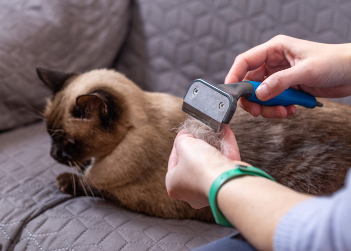 Proper Feline Grooming